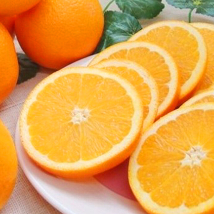 비타민 가득 과일 제안전